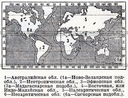 Зоогеографические области земли. Географическая карта. Малая советская энциклопедия, 1931 год. Стоковая иллюстрация, иллюстратор Макаров Алексей / Фотобанк Лори