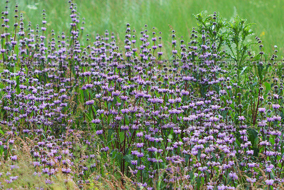 Зопник клубненосный ( Phlomis tuberosa) — вид многолетних растений рода Зопник (Phlomis) семейства Яснотковые (Lamiaceae). Дикорастущие растения Сибири. Стоковое фото, фотограф Евгений Мухортов / Фотобанк Лори