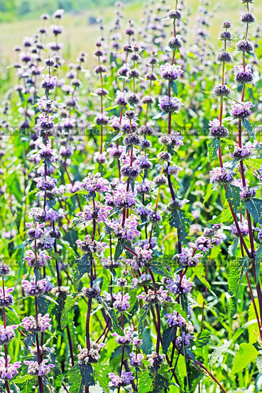 Зопник клубненосный ( Phlomis tuberosa) — вид многолетних растений рода Зопник (Phlomis) семейства Яснотковые (Lamiaceae). Дикорастущие растения Сибири. Стоковое фото, фотограф Евгений Мухортов / Фотобанк Лори