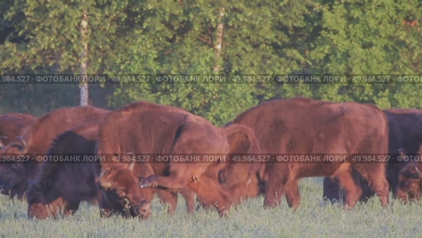 Зубр европейский дикие животные, Bison bonasus. Стоковое видео, видеограф Дмитрий Якубович / Фотобанк Лори