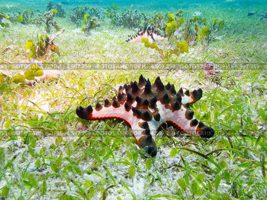 Звезда шоколадная рогатая (Protoreaster nodosus, Chocolate chip sea star, Horned Sea Star) на морском дне. Стоковое фото, фотограф Сергей Дубров / Фотобанк Лори