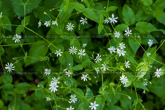Звездчатка дубравная (Stellaria nemorum). Крохотные белые луговые цветы на фоне зелёной листвы. Крупный план. Красивый полевые цветы. Малая глубина резкости. Стоковое фото, фотограф Андрей Степанов / Фотобанк Лори