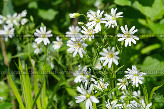 Звездчатка лесная, или дубравная (лат. Stellaria nemorum) Стоковое фото, фотограф Елена Коромыслова / Фотобанк Лори
